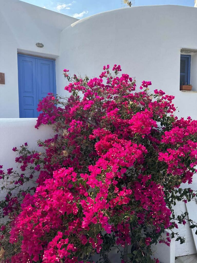 Traditional house at Greek island with a bougainvillea