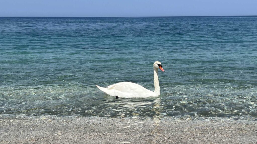a swan swimming by the seaside